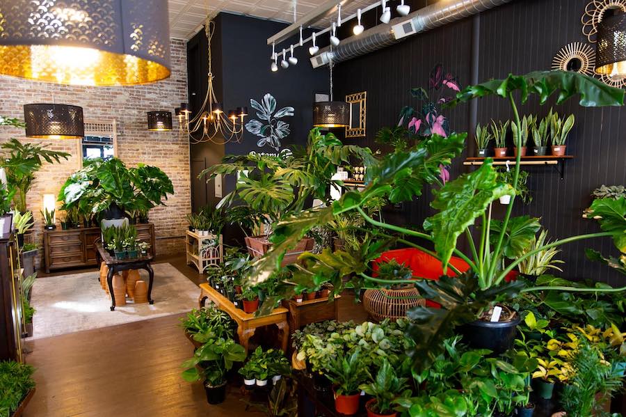 Botany Zhi, a plant shop in downtown Santa Rosa